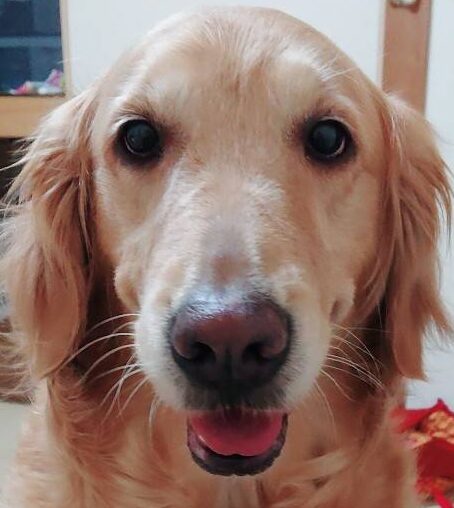 こころみたすペット思い出セレモニーにて葬儀したペットちゃん | おはなちゃん