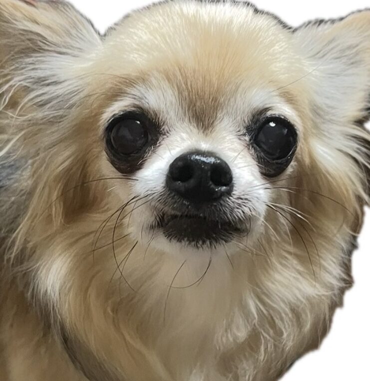 ラッキーくん | こころみたす ペット思い出セレモニー