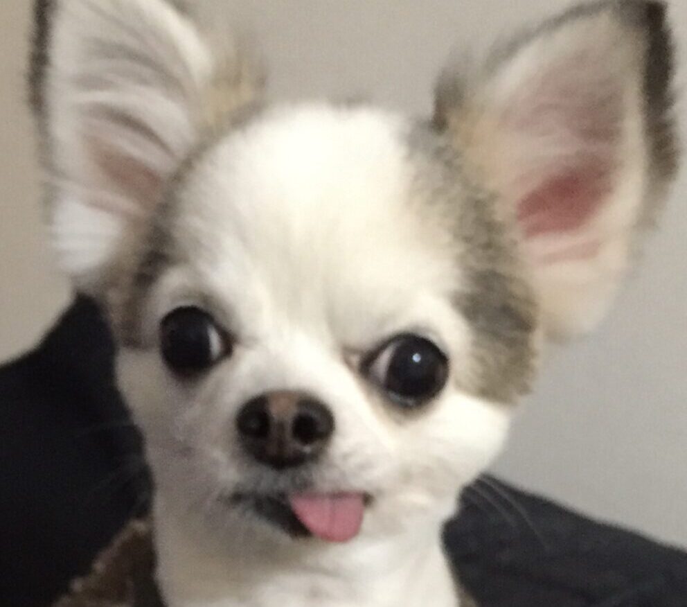 アレックくん | こころみたす ペット思い出セレモニー