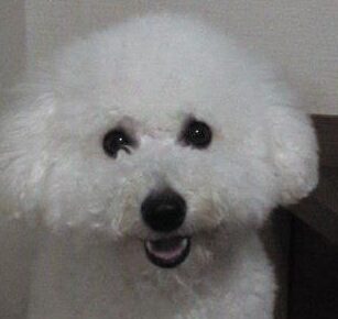 モコくん | こころみたす ペット思い出セレモニー