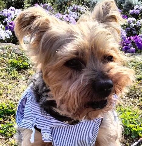 こころみたすペット思い出セレモニーにて葬儀したペットちゃん | クッキーくん