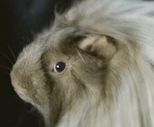 こころみたすペット思い出セレモニーにて葬儀したペットちゃん | 森元三くん