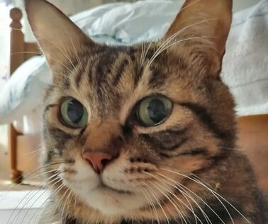 こころみたすペット思い出セレモニーにて葬儀したペットちゃん | そらくん