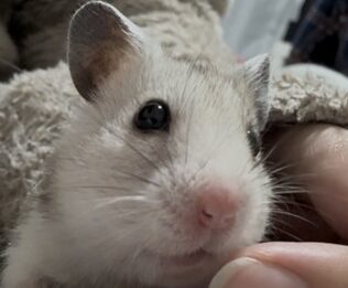 こころみたすペット思い出セレモニーにて葬儀したペットちゃん | いちごちゃん