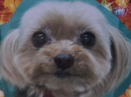 こころみたすペット思い出セレモニーにて葬儀したペットちゃん | ちょこちゃん