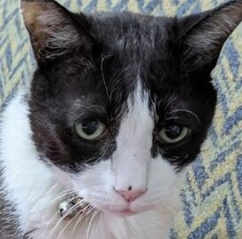 こころみたすペット思い出セレモニーにて葬儀したペットちゃん | ぐうくん