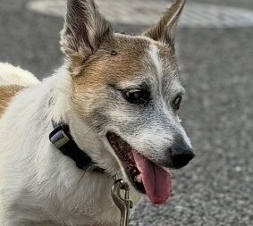 ベルくん | こころみたす ペット思い出セレモニー