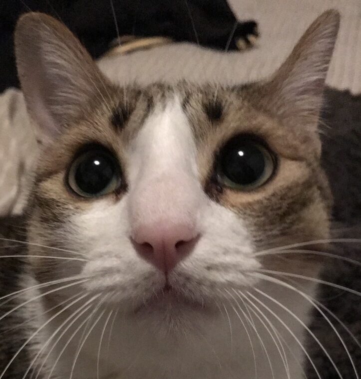 こころみたすペット思い出セレモニーにて葬儀したペットちゃん | あんこくん