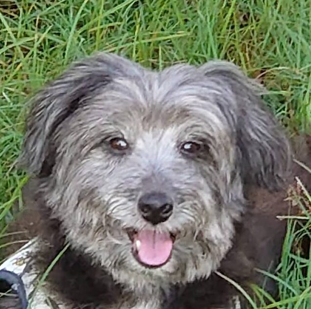 こころみたすペット思い出セレモニーにて葬儀したペットちゃん | ココアちゃん