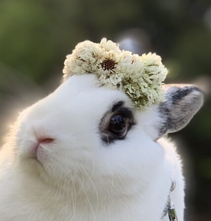 まめふくくん | こころみたす ペット思い出セレモニー