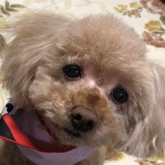 あぷりくん | こころみたす ペット思い出セレモニー