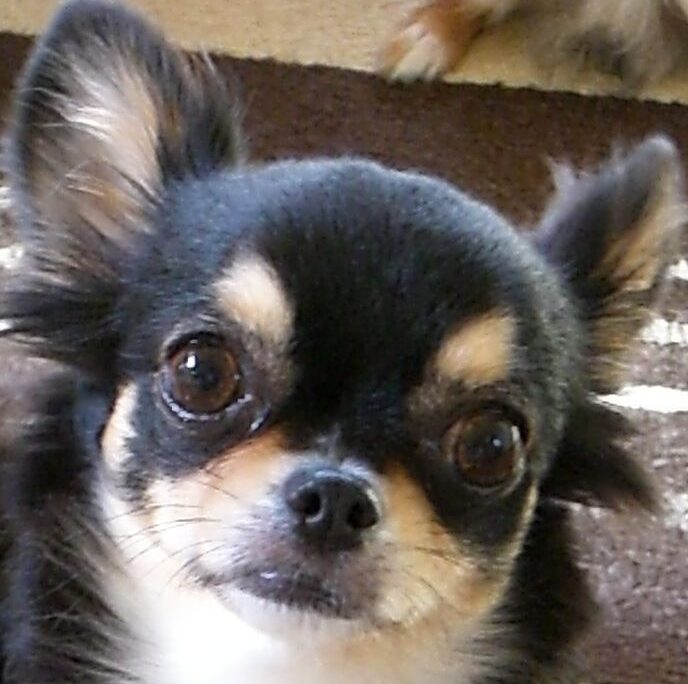 こころみたすペット思い出セレモニーにて葬儀したペットちゃん | ほっぺちゃん