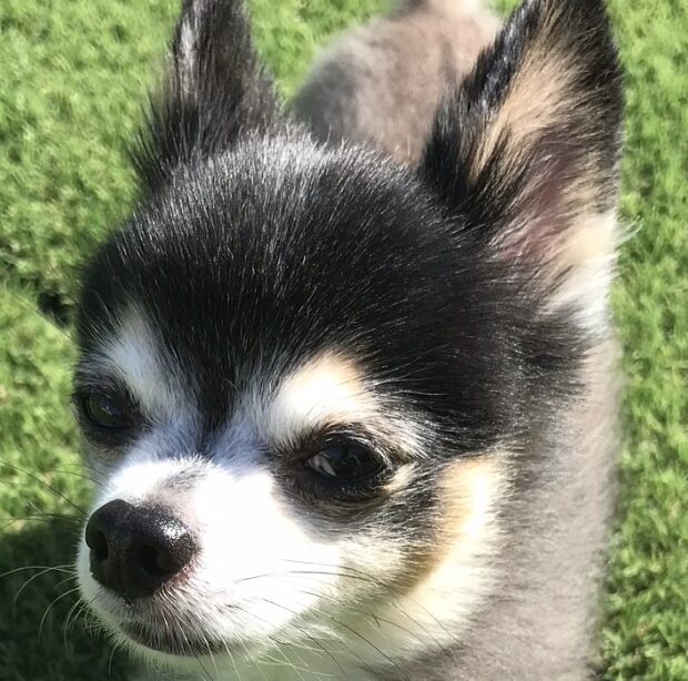 こころみたすペット思い出セレモニーにて葬儀したペットちゃん | 銀くん