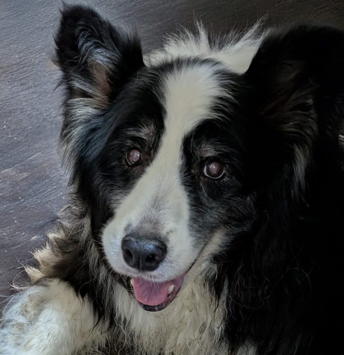 こころみたすペット思い出セレモニーにて葬儀したペットちゃん | タマラくん