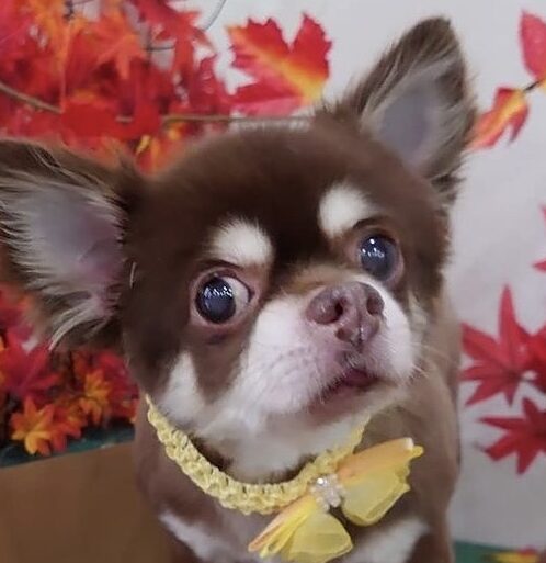 チュナくん | こころみたす ペット思い出セレモニー