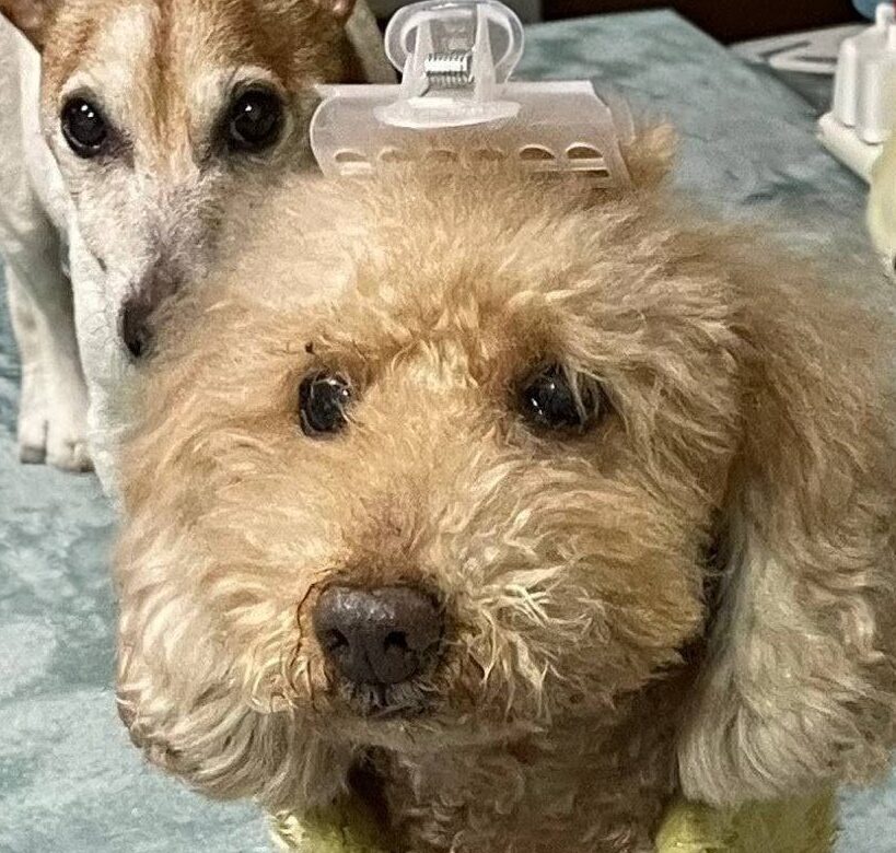 マロンくん | こころみたす ペット思い出セレモニー