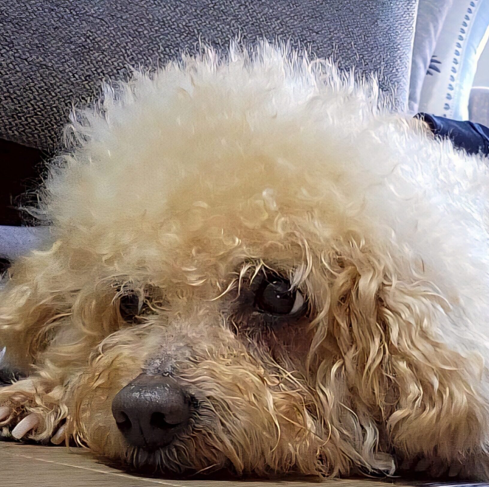 こころみたすペット思い出セレモニーにて葬儀したペットちゃん | kokoくん