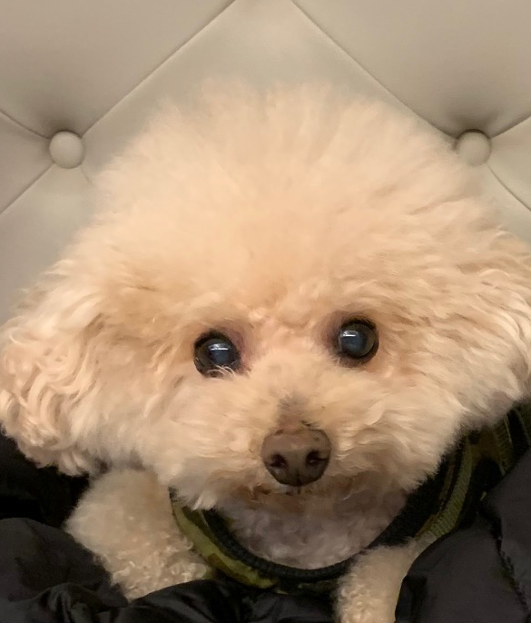 恋太郎くん | こころみたす ペット思い出セレモニー