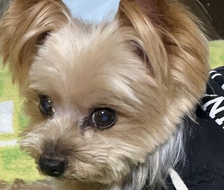 チャルくん | こころみたす ペット思い出セレモニー