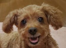 こころみたすペット思い出セレモニーにて葬儀したペットちゃん | ラムちゃん