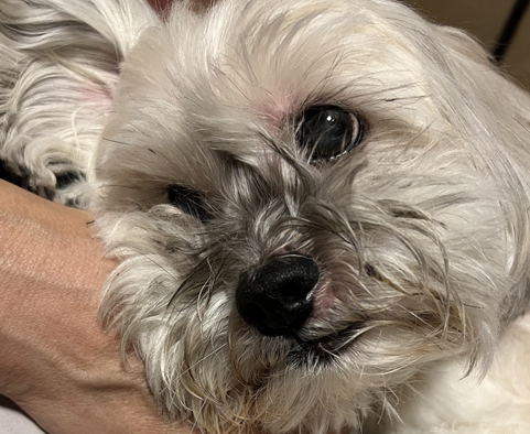 こころみたすペット思い出セレモニーにて葬儀したペットちゃん | チップちゃん