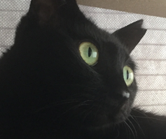 こころみたすペット思い出セレモニーにて葬儀したペットちゃん | クロちゃん