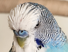 こころみたすペット思い出セレモニーにて葬儀したペットちゃん | ししまるくん