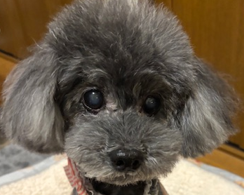 こころみたすペット思い出セレモニーにて葬儀したペットちゃん | ゆずちゃん