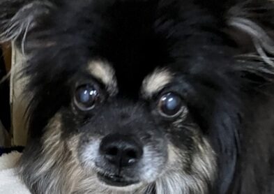 クーくん | こころみたす ペット思い出セレモニー