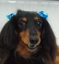 スターくん | こころみたす ペット思い出セレモニー