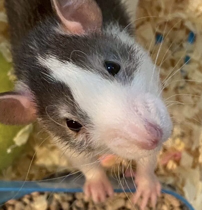 モンドくん | こころみたす ペット思い出セレモニー