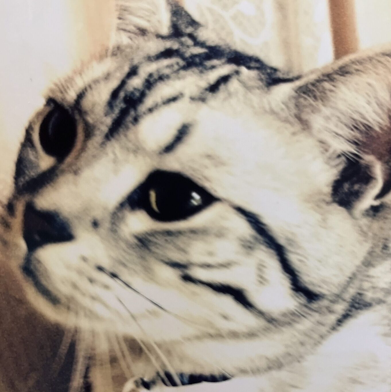 こころみたすペット思い出セレモニーにて葬儀したペットちゃん | リタくん