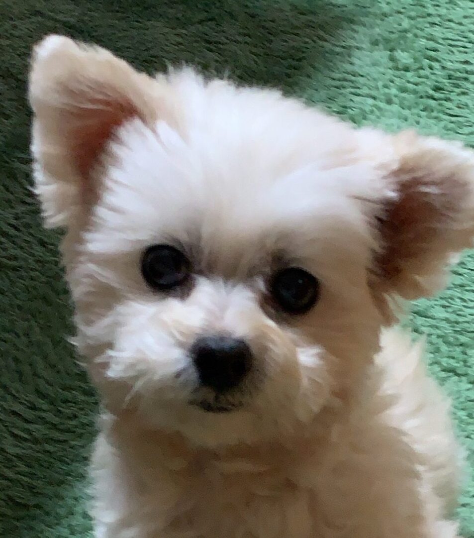 ニコルちゃん | こころみたす ペット思い出セレモニー