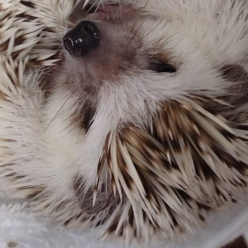 こころみたすペット思い出セレモニーにて葬儀したペットちゃん | うたくん