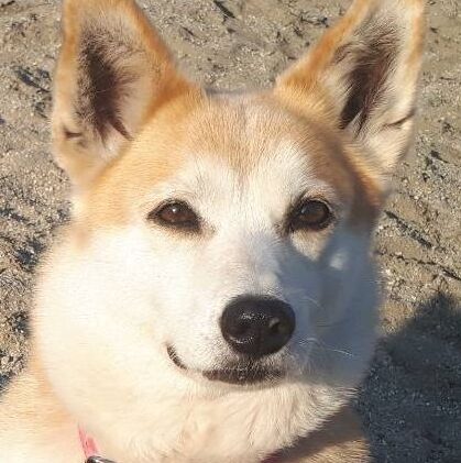 こころみたすペット思い出セレモニーにて葬儀したペットちゃん | クイーンちゃん