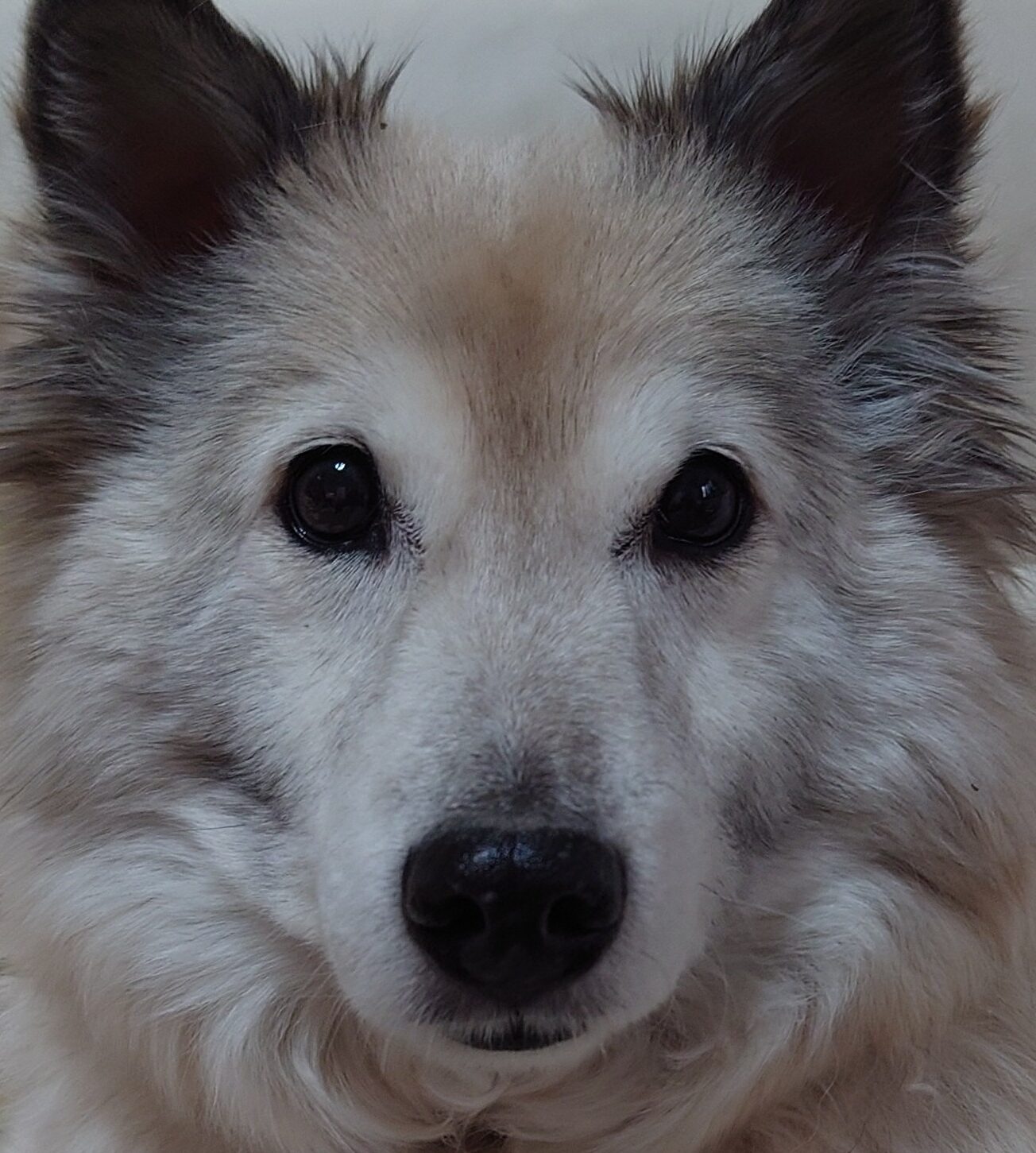 こころみたすペット思い出セレモニーにて葬儀したペットちゃん | くぅちゃん