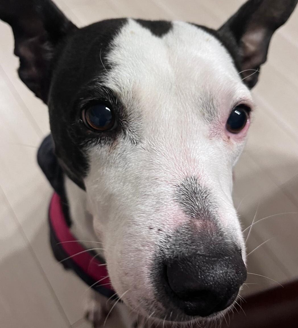 こころみたすペット思い出セレモニーにて葬儀したペットちゃん | ウシちゃん