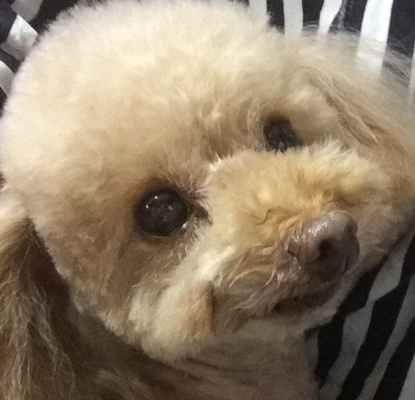 こころみたすペット思い出セレモニーにて葬儀したペットちゃん | 舞ちゃん