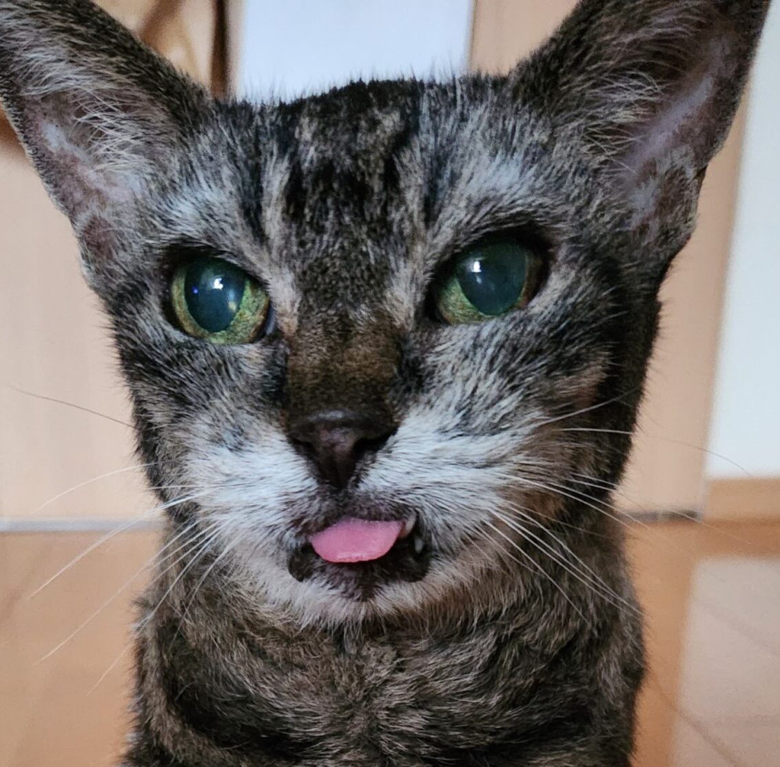 こころみたすペット思い出セレモニーにて葬儀したペットちゃん | えぼちゃん