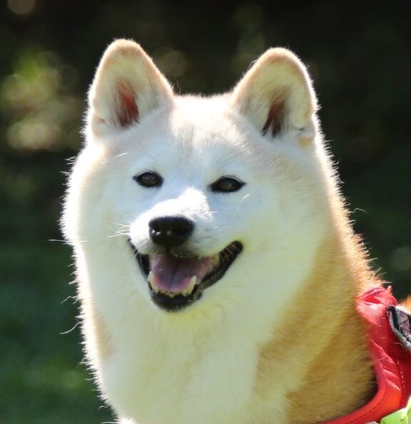 めいちゃん | こころみたす ペット思い出セレモニー