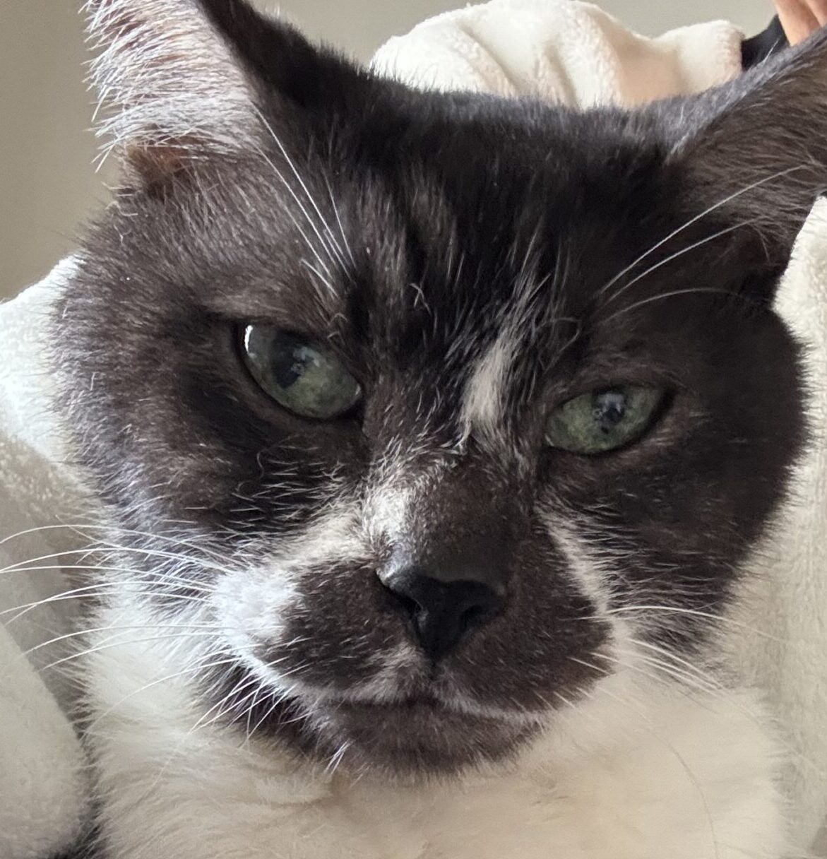 吟くん | こころみたす ペット思い出セレモニー