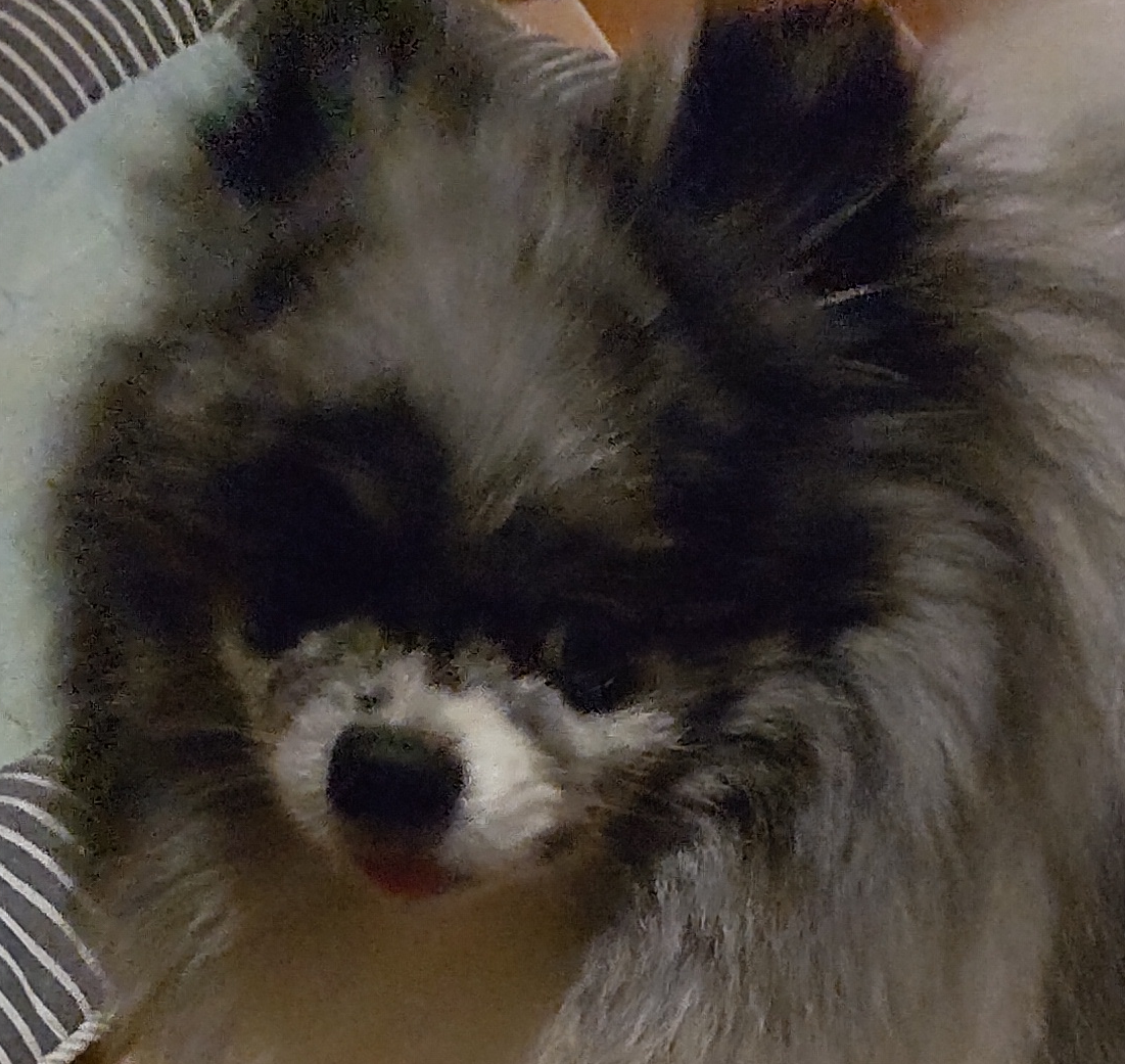 チャッピーちゃん | こころみたす ペット思い出セレモニー