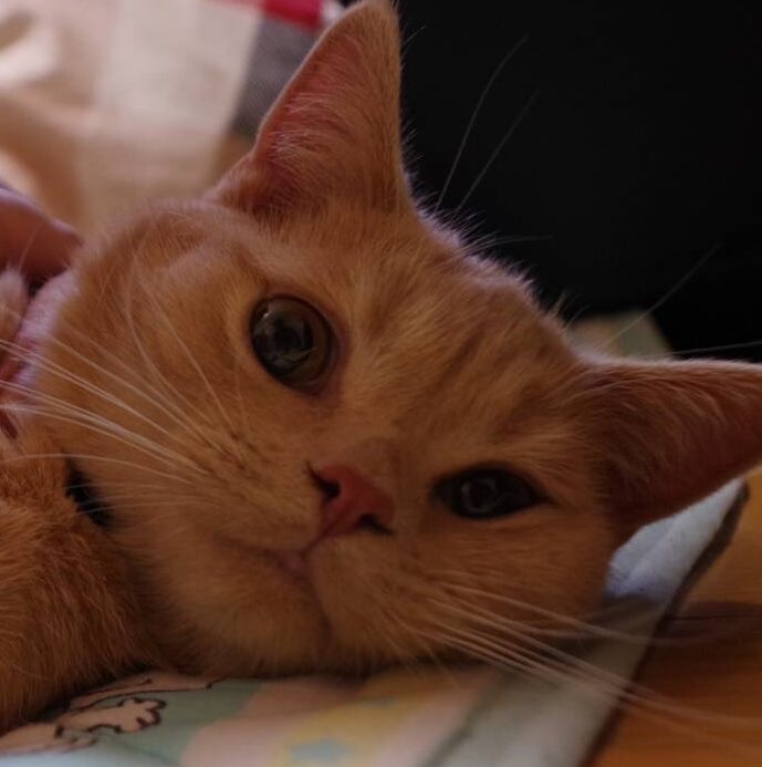 こころみたすペット思い出セレモニーにて葬儀したペットちゃん | なっつくん