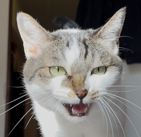 こころみたすペット思い出セレモニーにて葬儀したペットちゃん | おちゃちゃん