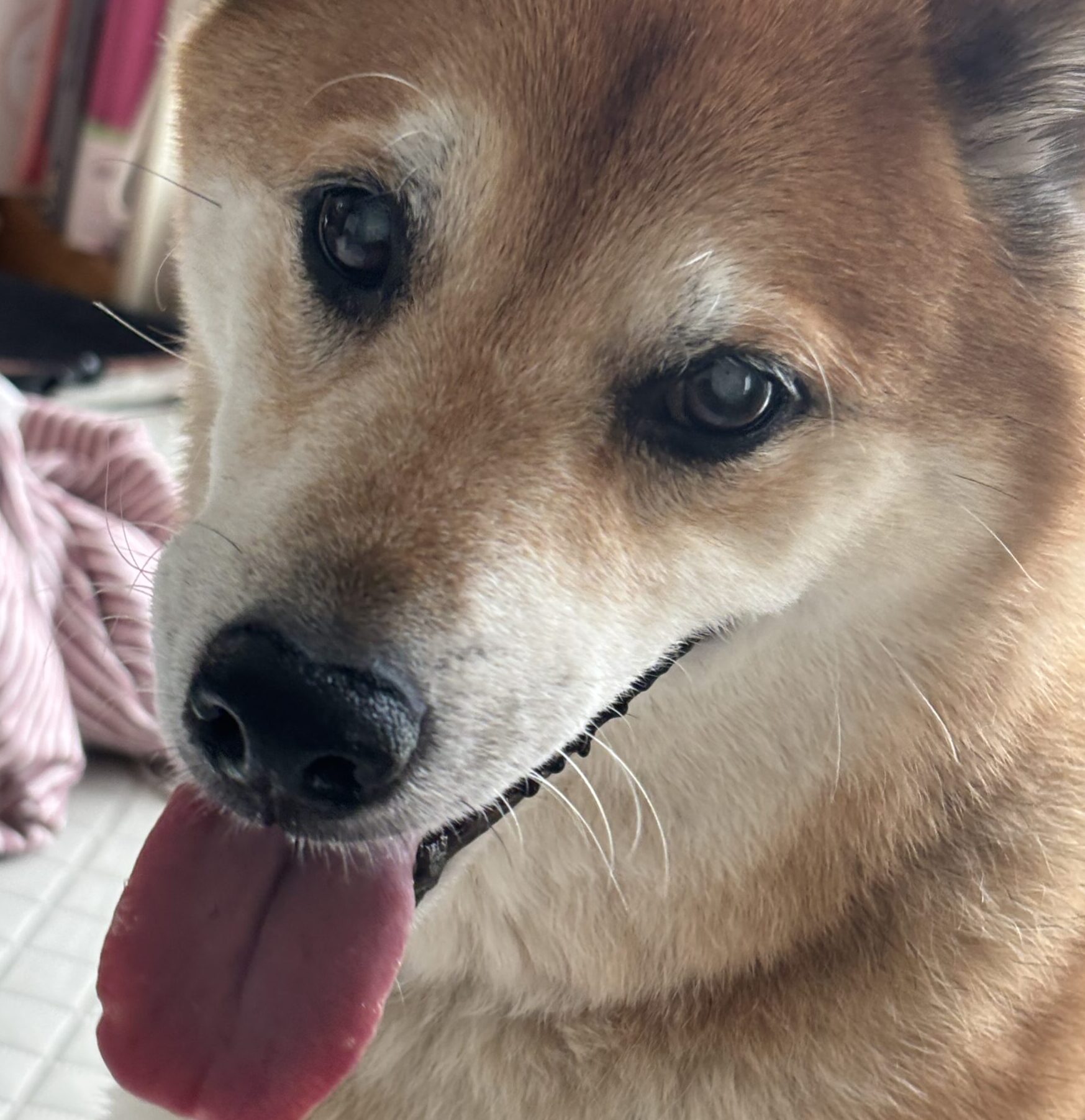 こころみたすペット思い出セレモニーにて葬儀したペットちゃん | 銀太くん