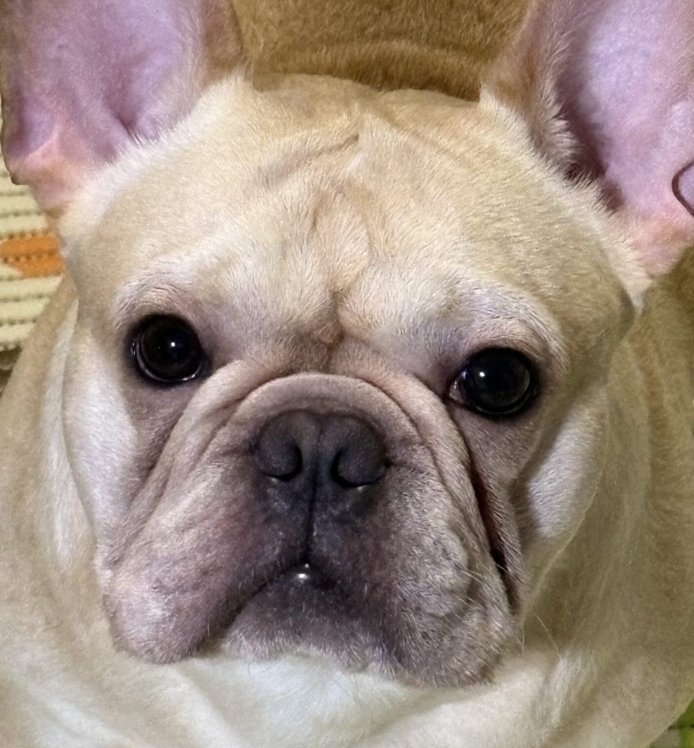 こころみたすペット思い出セレモニーにて葬儀したペットちゃん | ザックくん