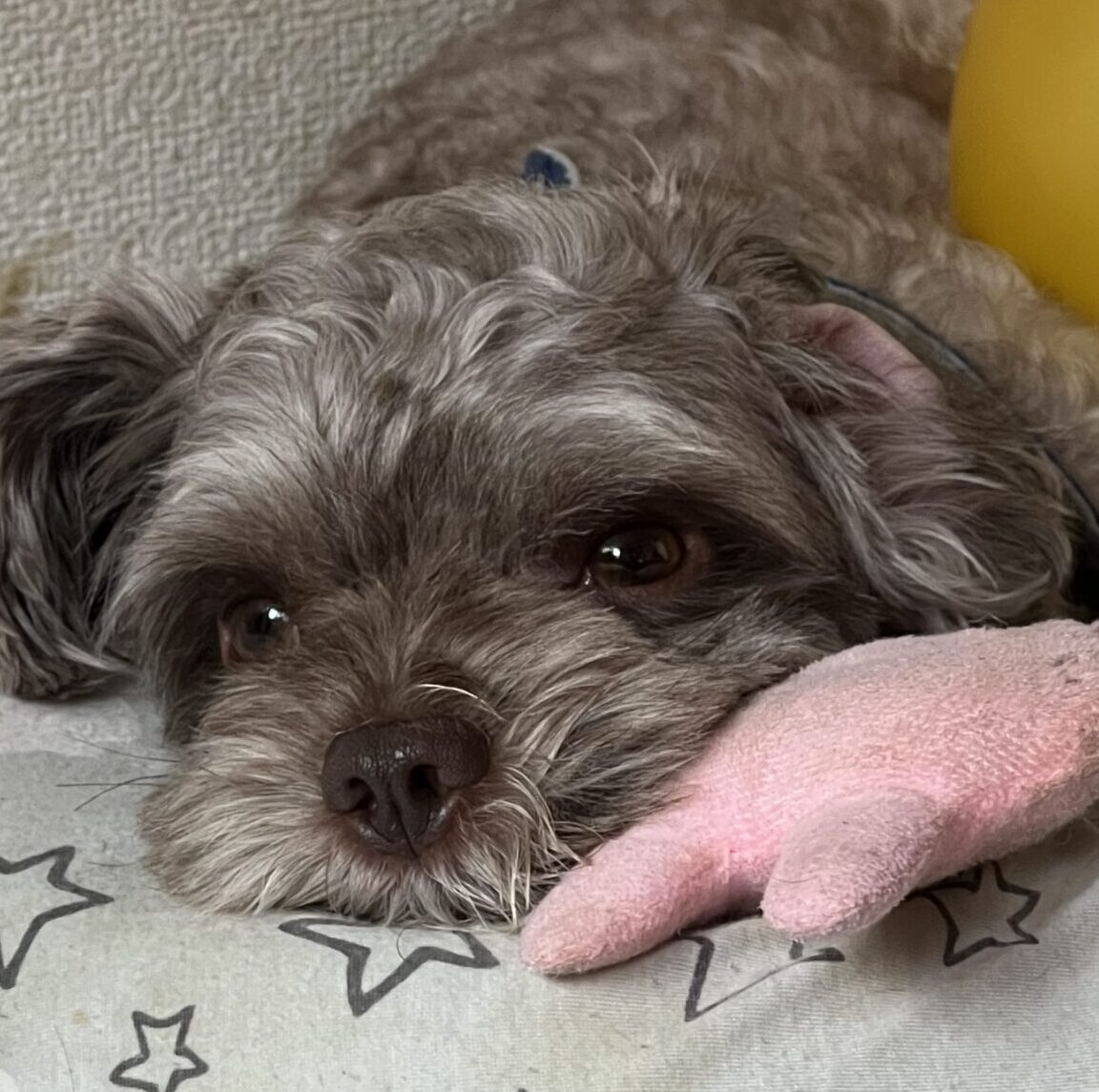 こころみたすペット思い出セレモニーにて葬儀したペットちゃん | クックくん