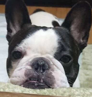 こころみたすペット思い出セレモニーにて葬儀したペットちゃん | 信玄くん