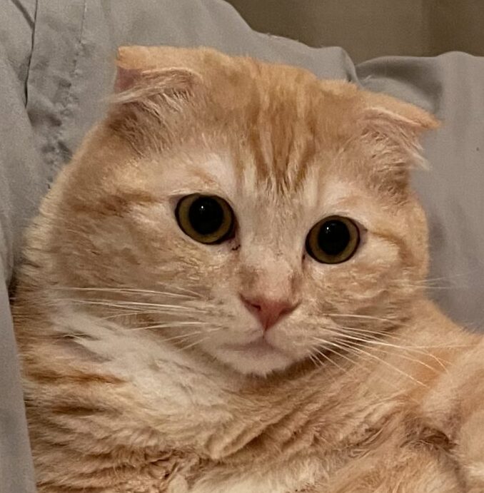 こころみたすペット思い出セレモニーにて葬儀したペットちゃん | きなこくん