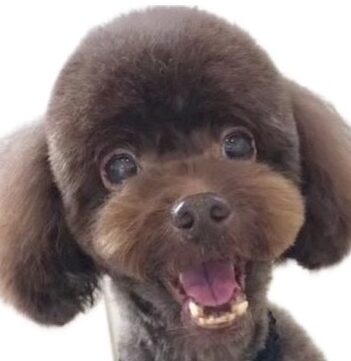 こころみたすペット思い出セレモニーにて葬儀したペットちゃん | ミルクちゃん